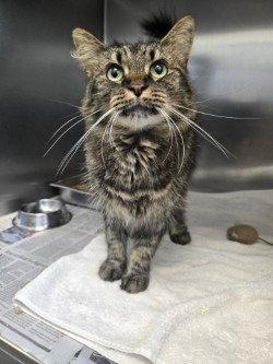 CA 127 Macie, Adoptable, Adult Female Domestic Medium Hair.