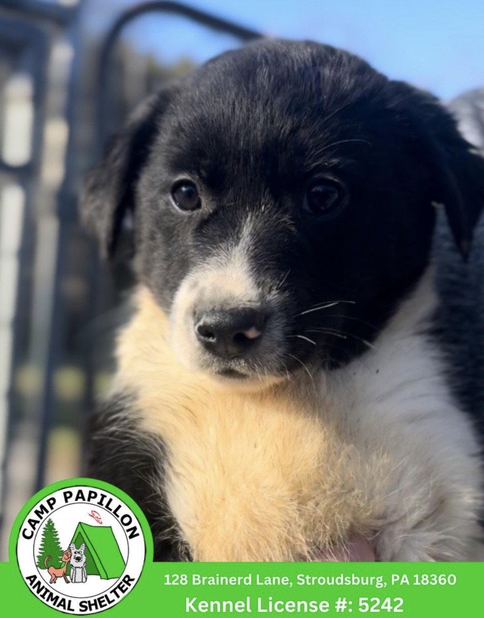 Mipha, Adoptable, Young Male Border Collie.