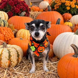 Enlarge Baby {COMING SOON}, a Adoptable Chihuahua in Nashville, TN image 1/2