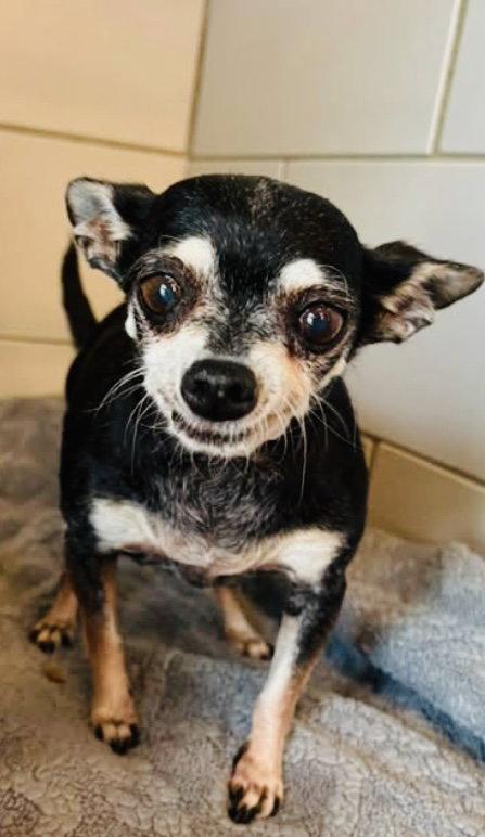 Enlarge Baby {COMING SOON}, a Adoptable Chihuahua in Nashville, TN image 1/1