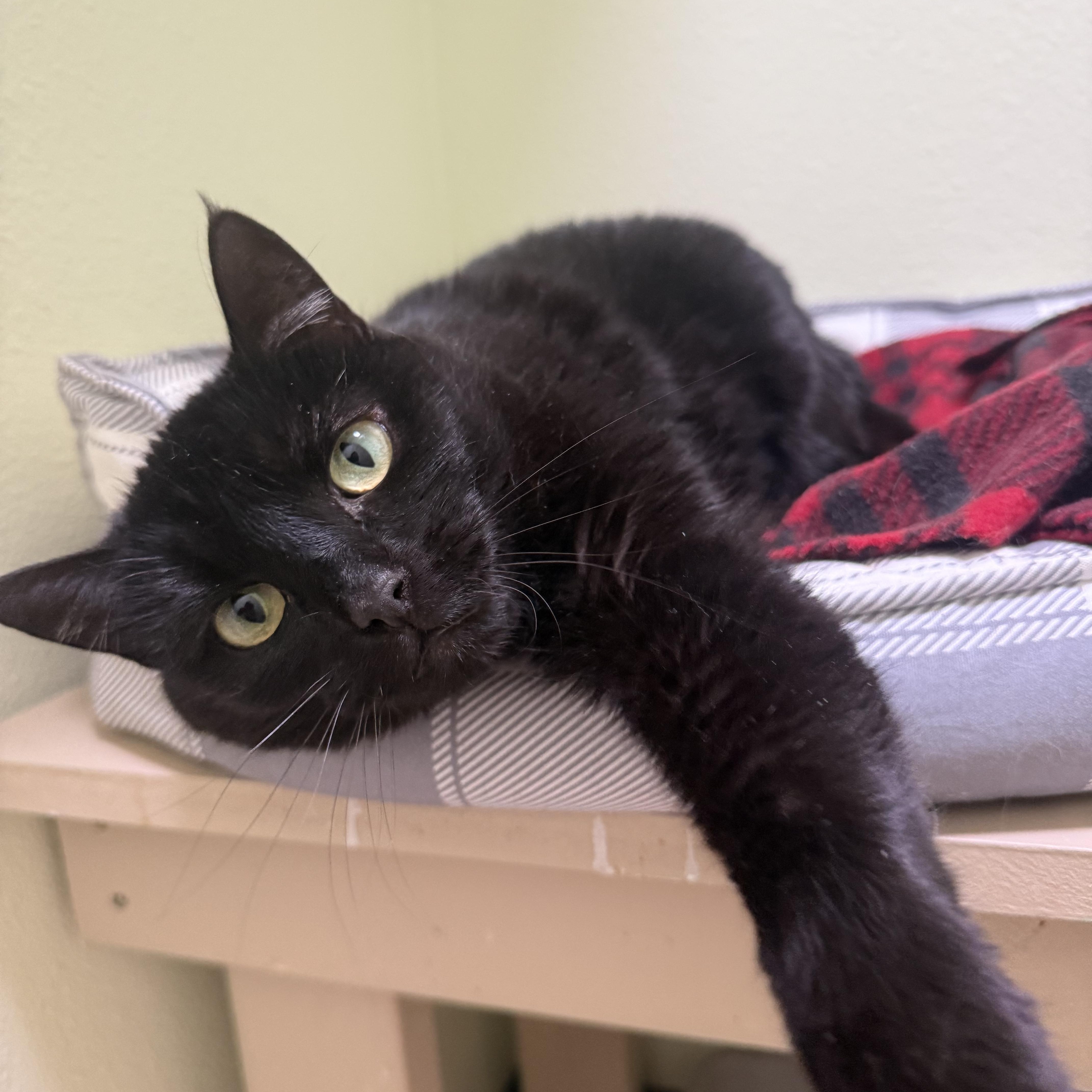Anabelle, ADOPTABLE, Adult Female Domestic Short Hair.