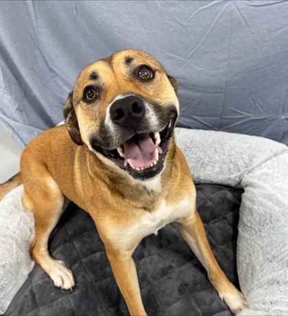 Enlarge Goldie 1037-25, a Adoptable mixed breed in Cumming, GA image 1/3