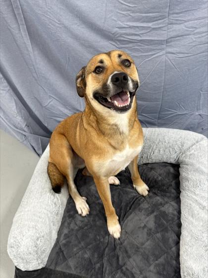 Enlarge Goldie 1037-25, a Adoptable mixed breed in Cumming, GA image 1/3