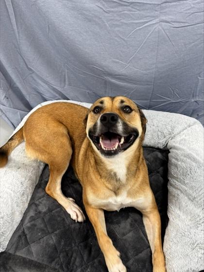 Enlarge Goldie 1037-25, a Adoptable mixed breed in Cumming, GA image 2/3