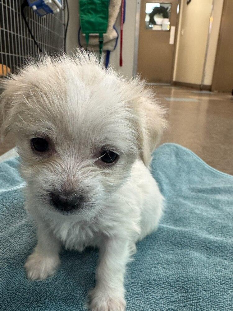 Ed, Adoptable, Puppy Male Chihuahua.