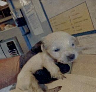 Enlarge Ed, a Adoptable Chihuahua in Pacifica, CA image 2/3