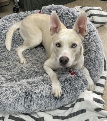 Enlarge Abby, a Adoptable Mixed Breed in Miller Beach, IN image 1/1