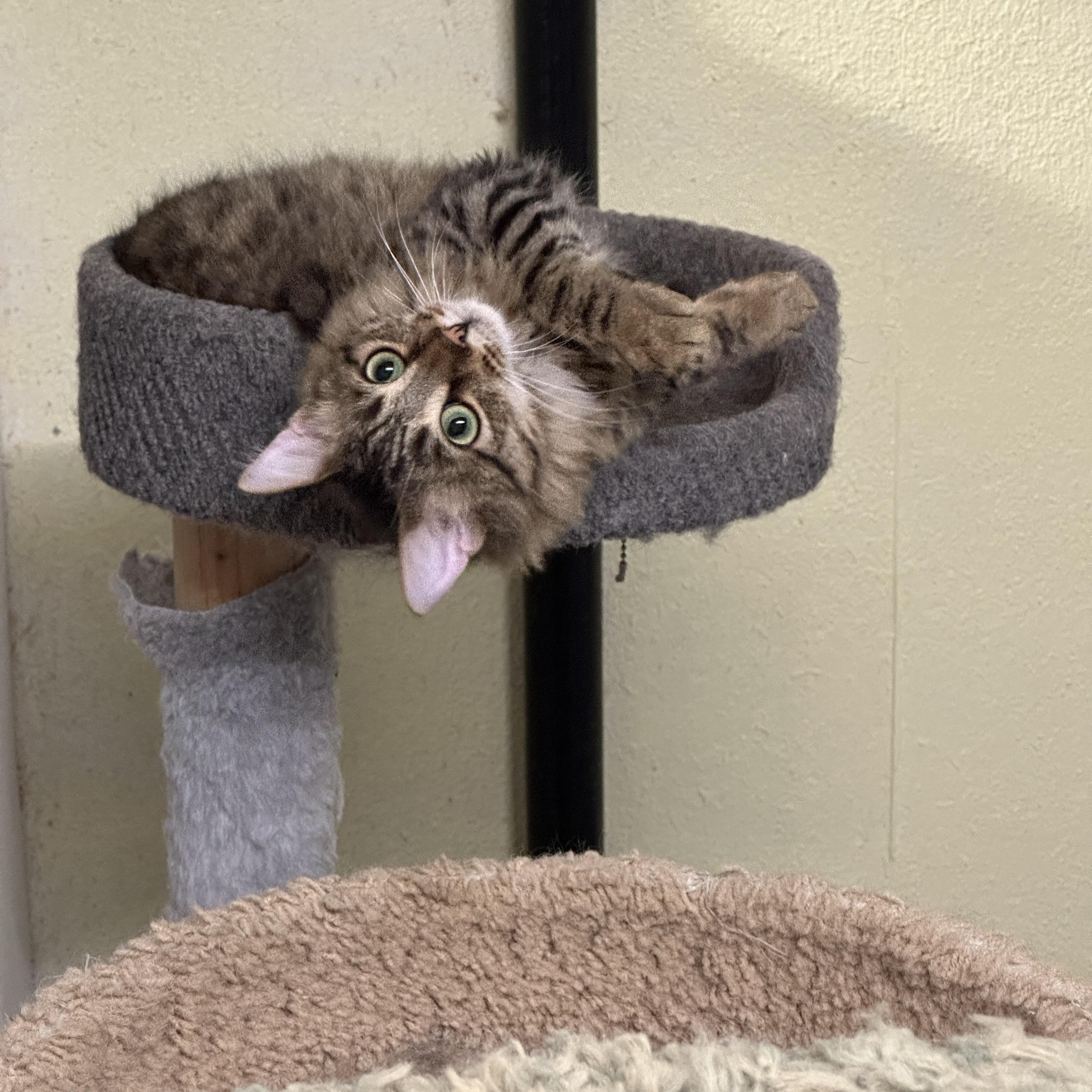 Cecil Buttons- Shy, a Adoptable mixed breed in Anchorage, AK image 4/6