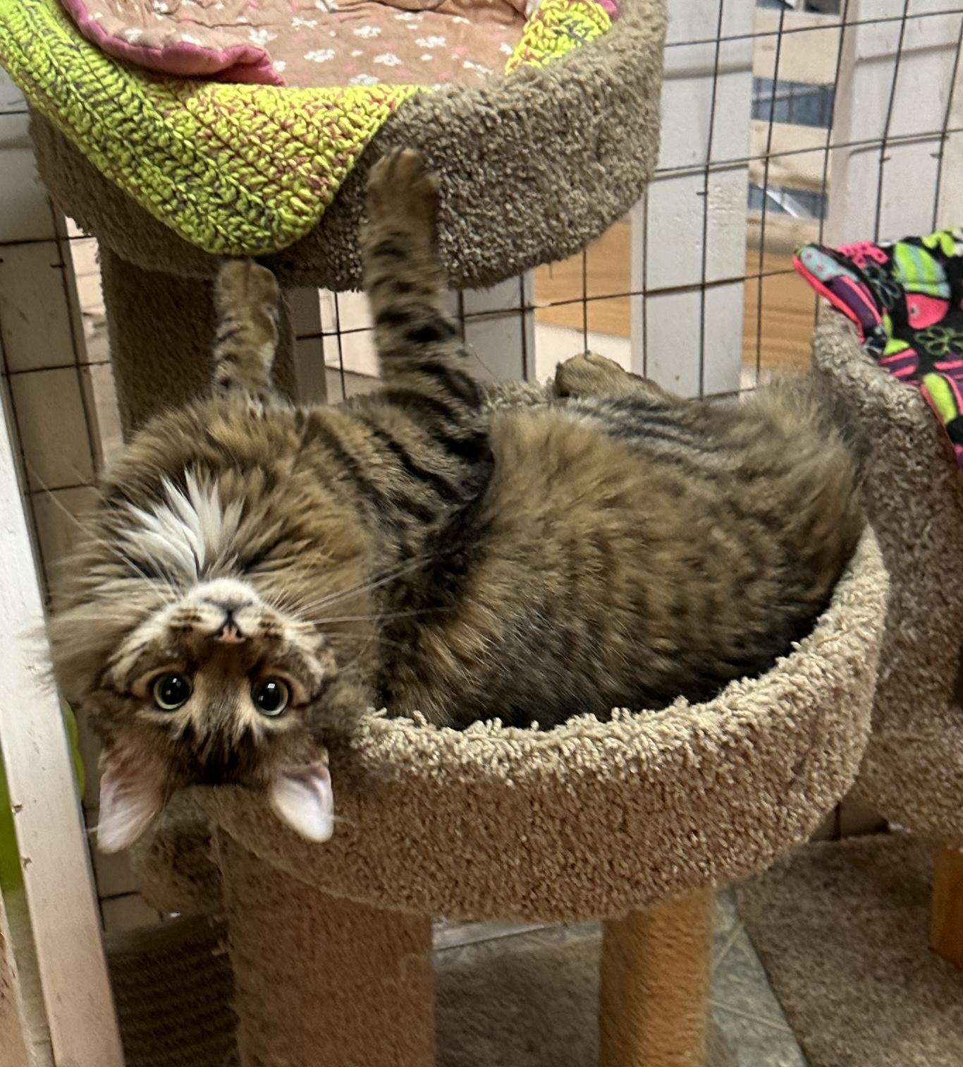 Enlarge Cecil Buttons- Shy, a Adoptable mixed breed in Anchorage, AK image 2/6