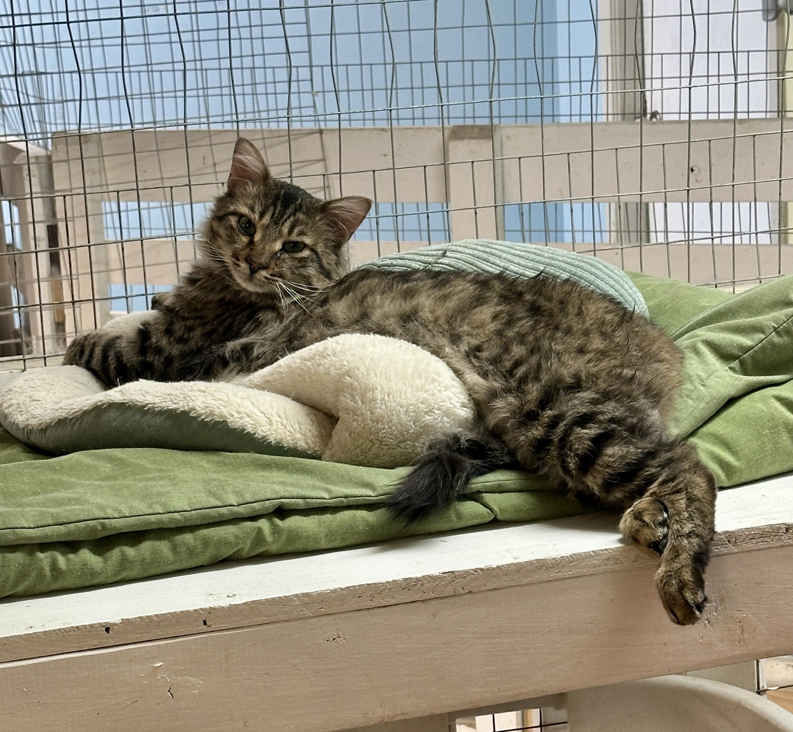 Cecil Buttons- Shy, a Adoptable mixed breed in Anchorage, AK image 1/6