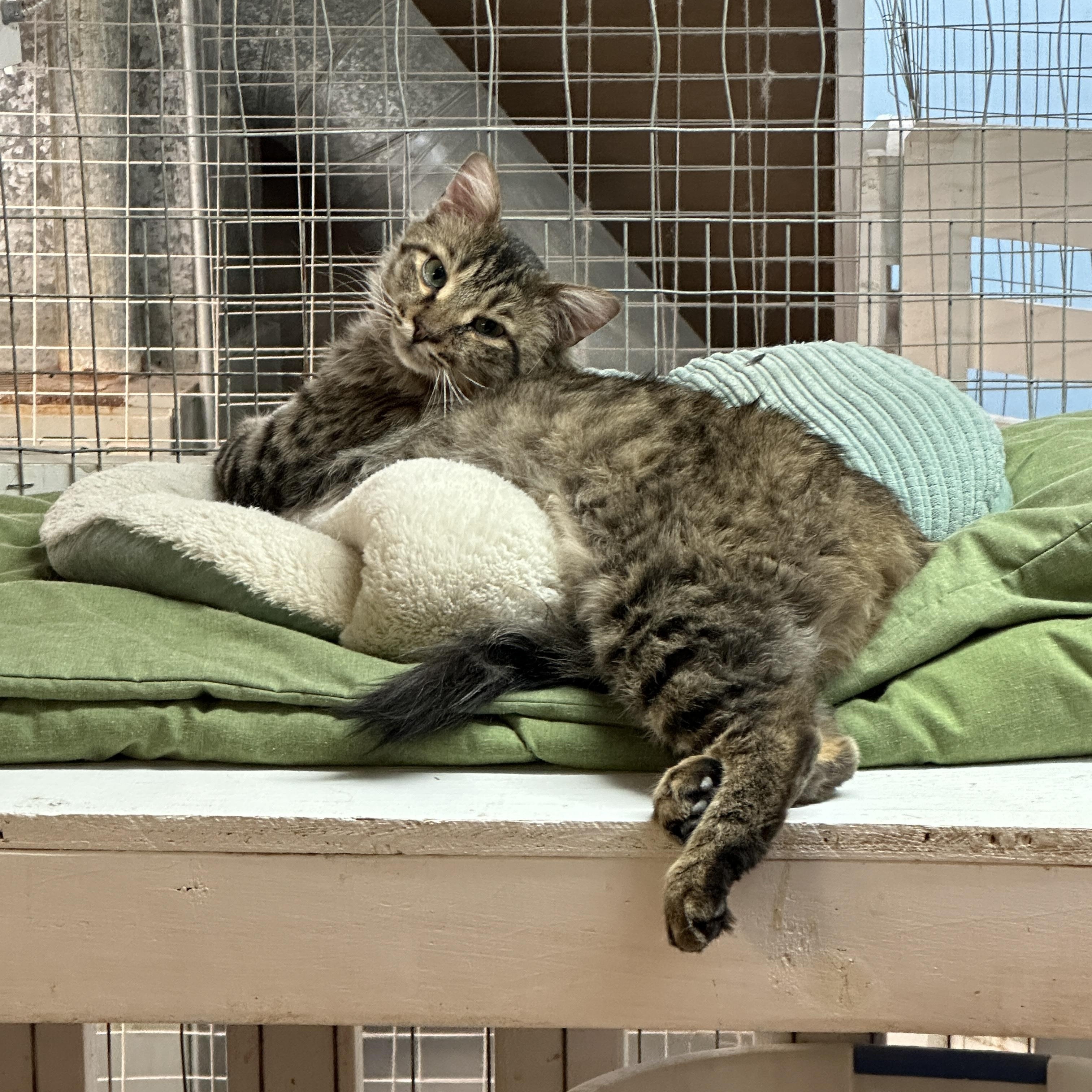 Cecil Buttons- Shy, a Adoptable mixed breed in Anchorage, AK image 2/6