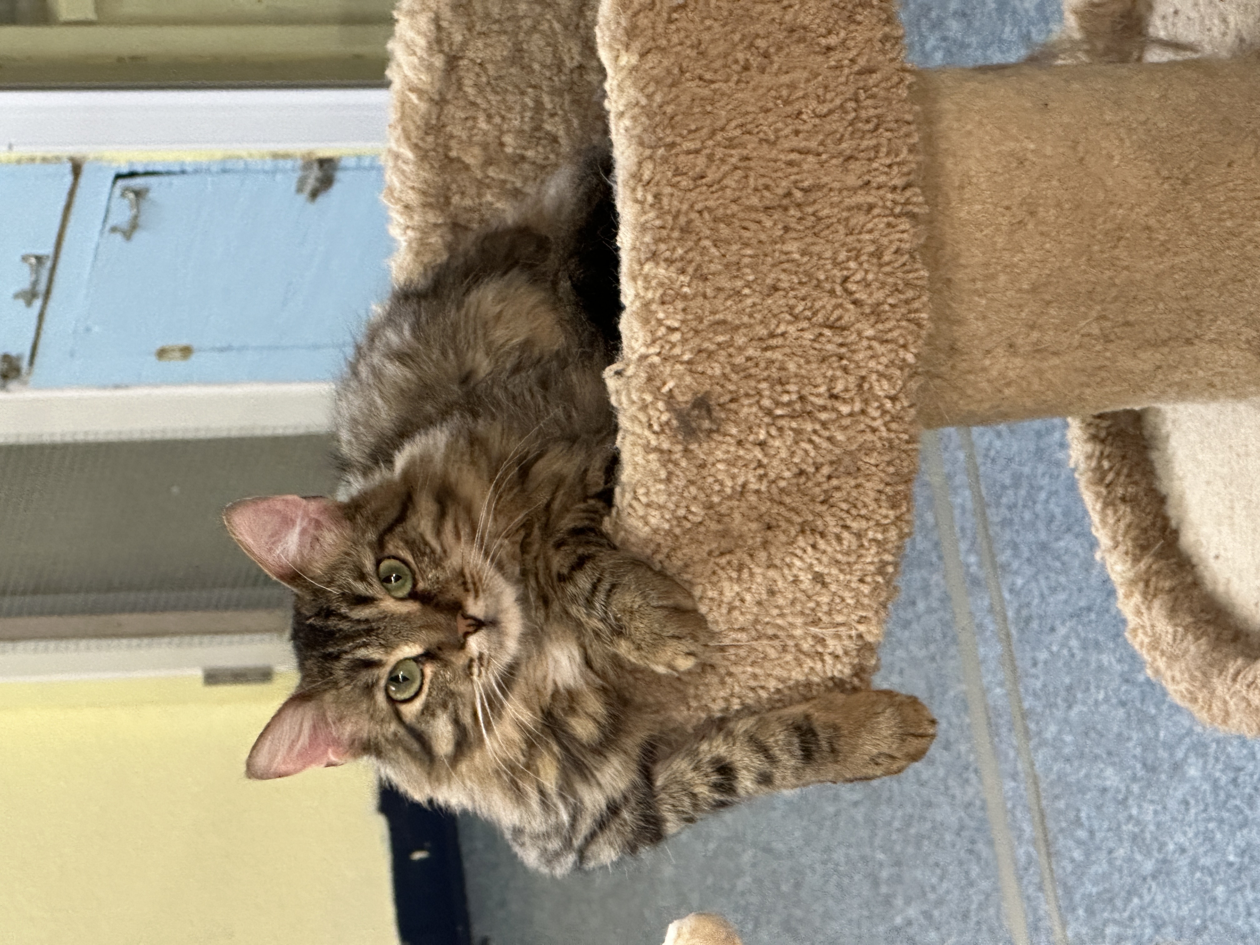 Cecil Buttons- Shy, a Adoptable mixed breed in Anchorage, AK image 6/6