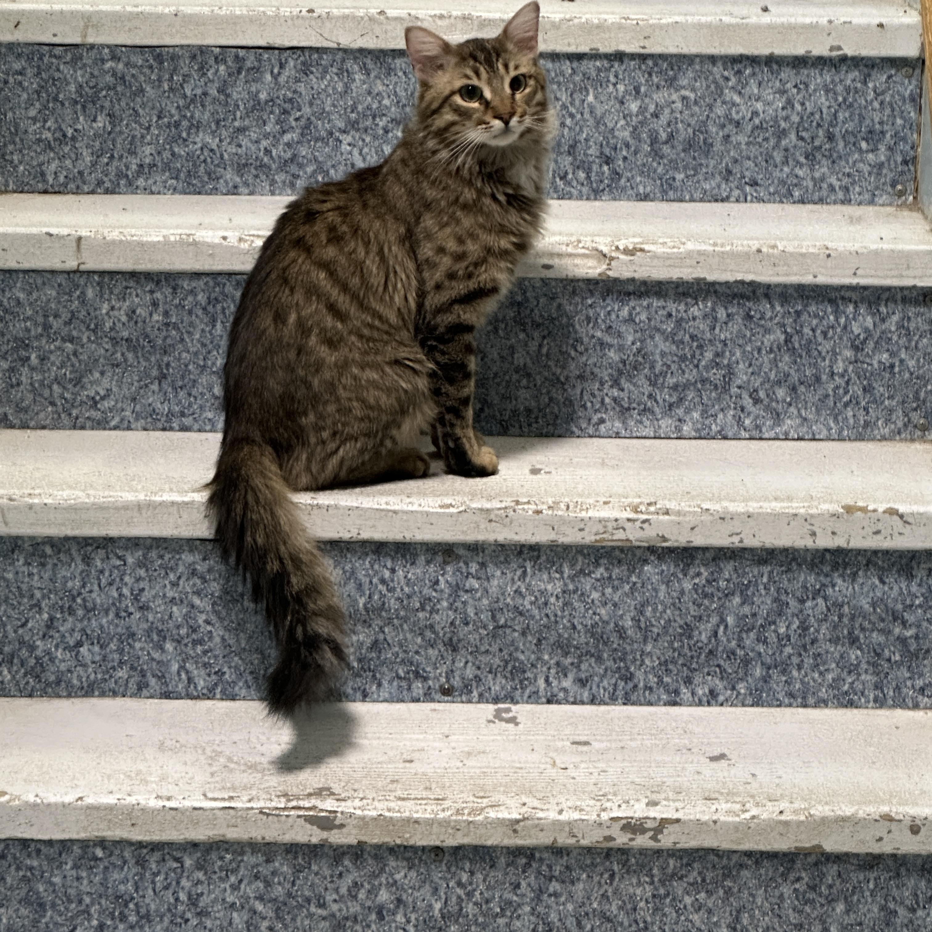 Cecil Buttons- Shy, a Adoptable mixed breed in Anchorage, AK image 5/6