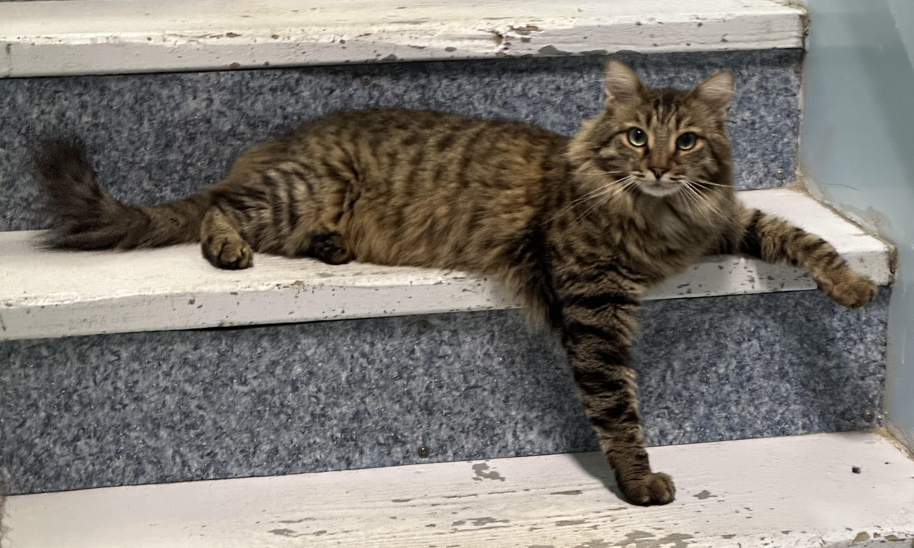Enlarge Cecil Buttons- Shy, a Adoptable mixed breed in Anchorage, AK image 1/6