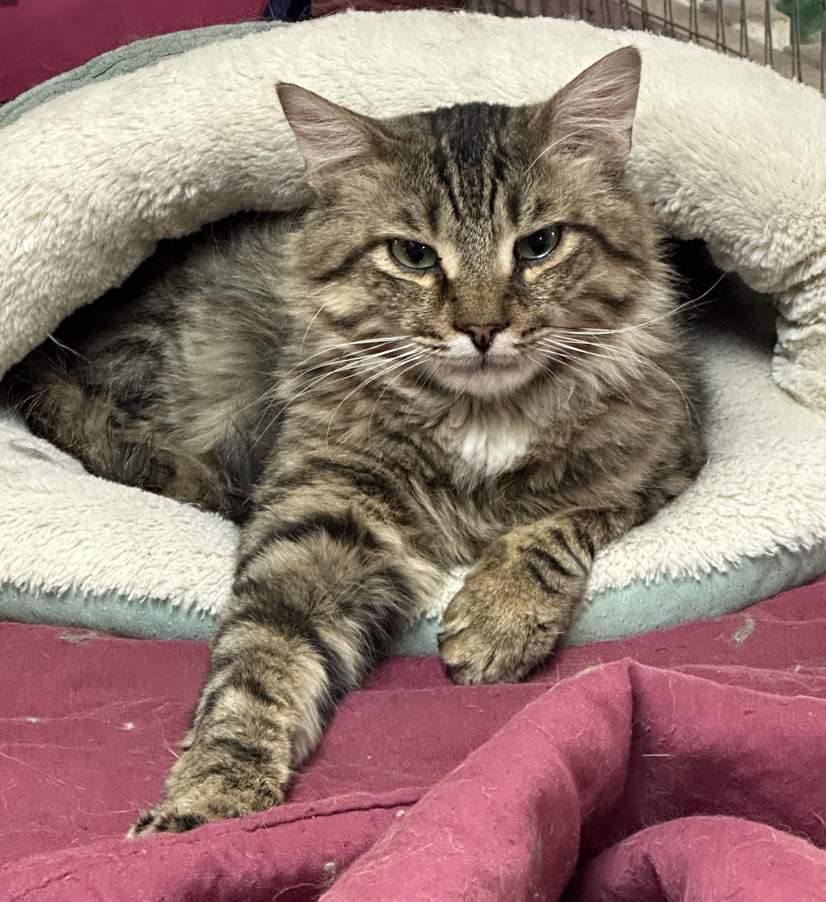 Cecil Buttons- Shy, a Adoptable mixed breed in Anchorage, AK image 3/6