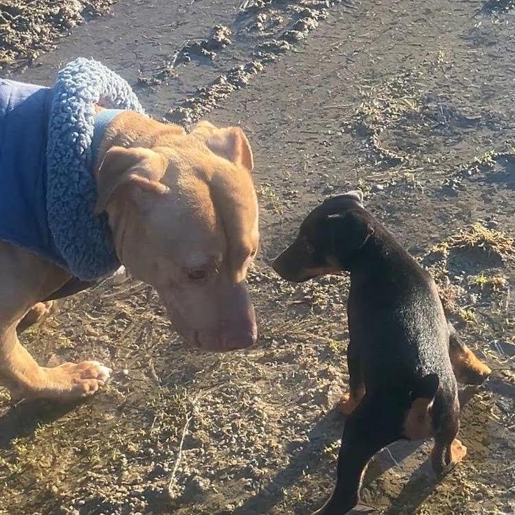 Shade (Crouton), Adoptable, Adult Male American Staffordshire Terrier.