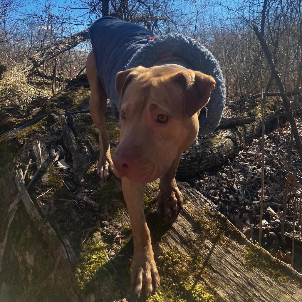 Enlarge Shade (Crouton), a Adoptable American Staffordshire Terrier in Ferndale, MI image 2/6
