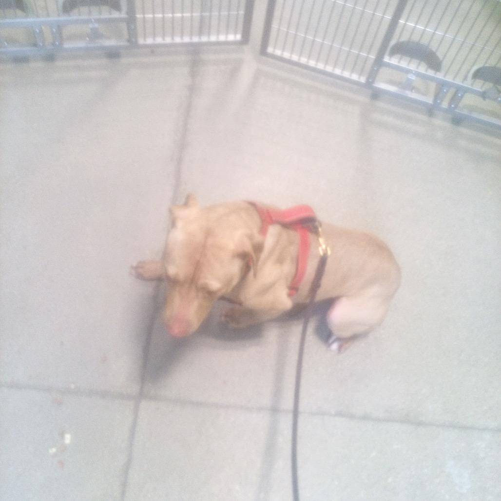 Enlarge Shade (Crouton), a Adoptable American Staffordshire Terrier in Ferndale, MI image 3/6