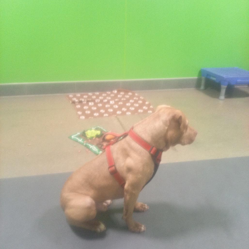 Enlarge Shade (Crouton), a Adoptable American Staffordshire Terrier in Ferndale, MI image 4/6