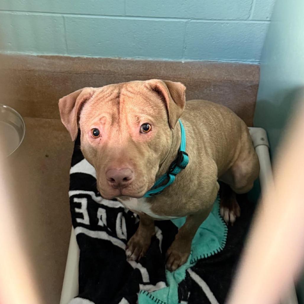 Enlarge Shade (Crouton), a Adoptable American Staffordshire Terrier in Ferndale, MI image 5/6