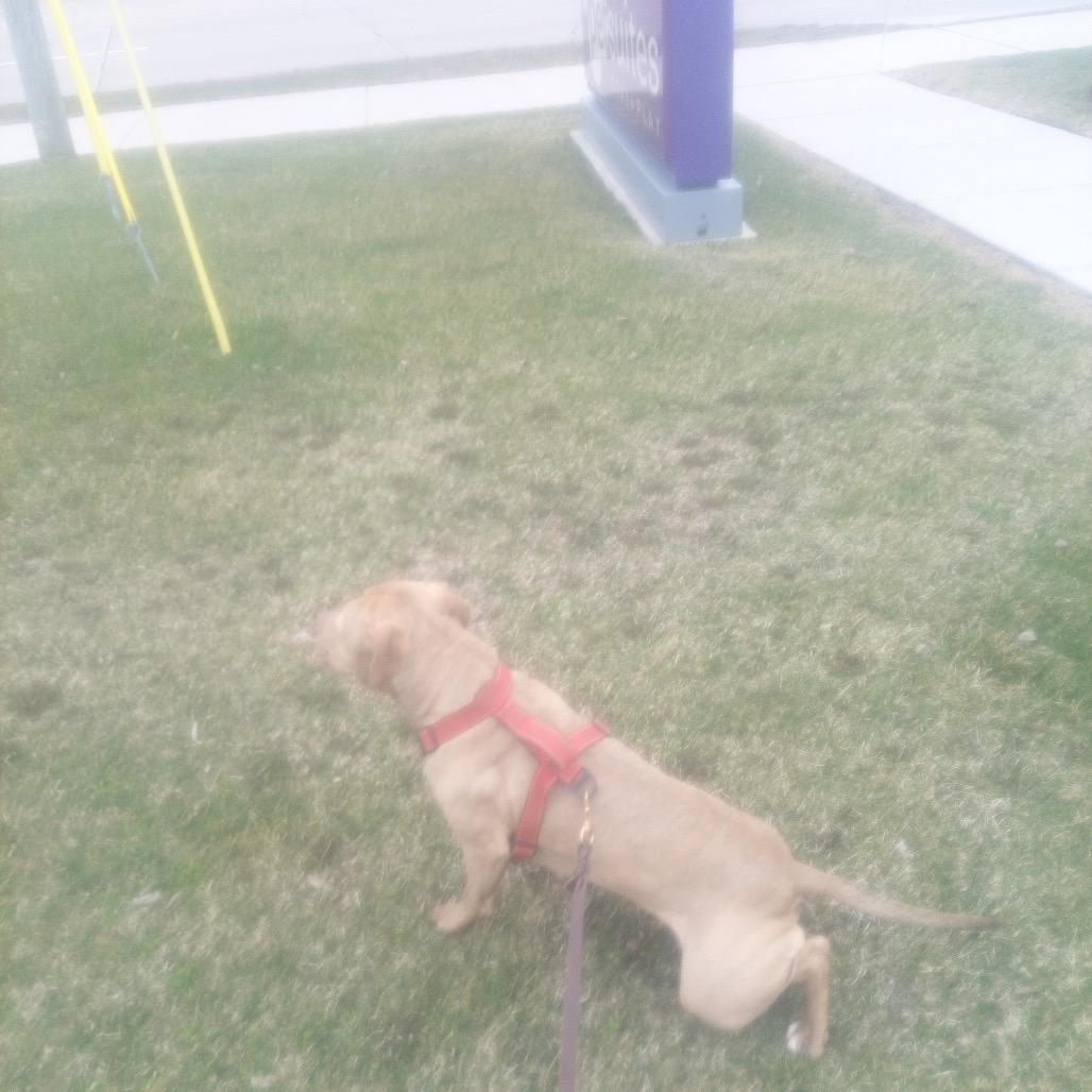 Enlarge Shade (Crouton), a Adoptable American Staffordshire Terrier in Ferndale, MI image 6/6