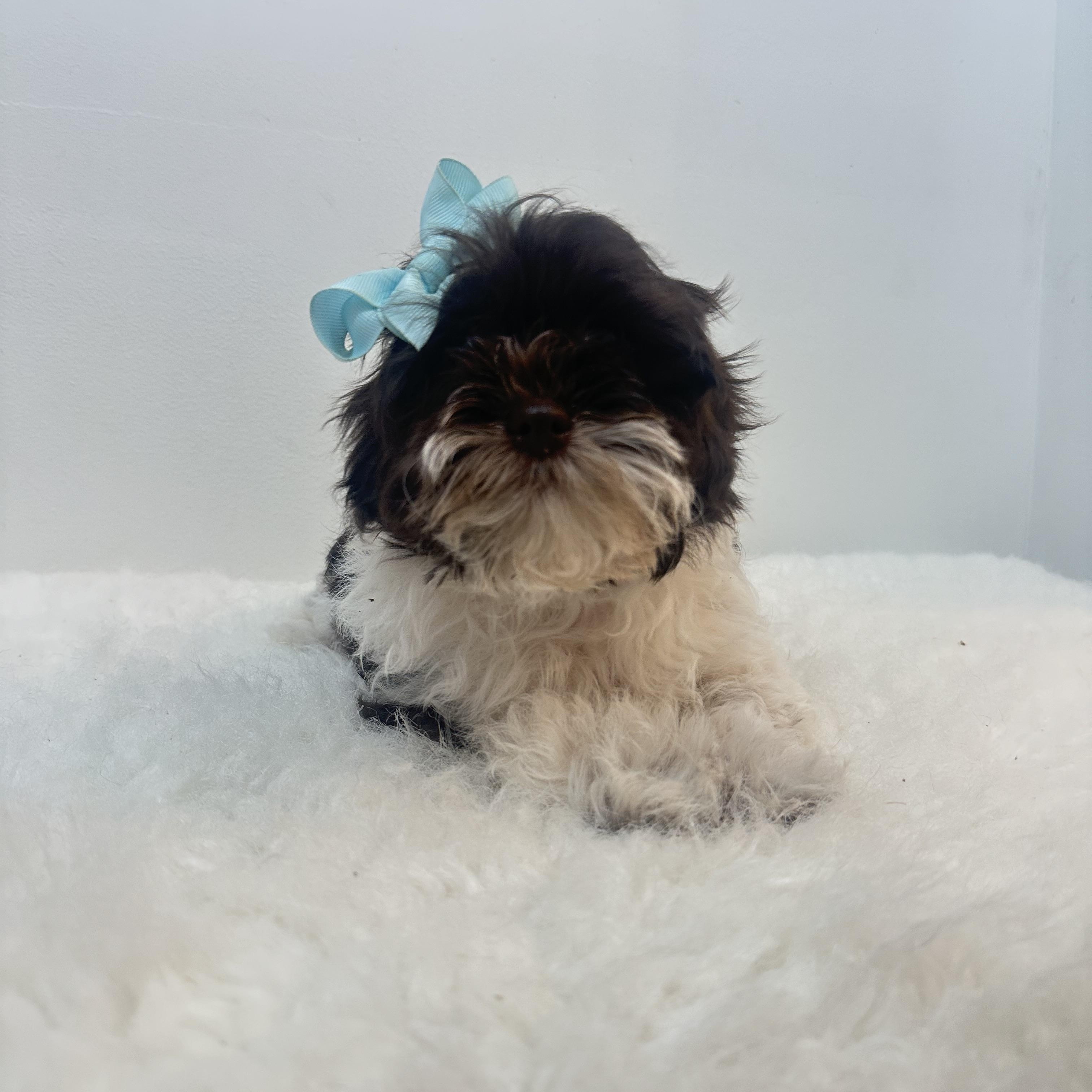 Bethany , a ADOPTABLE Shih poo in Wrightstown, NJ image 1/6