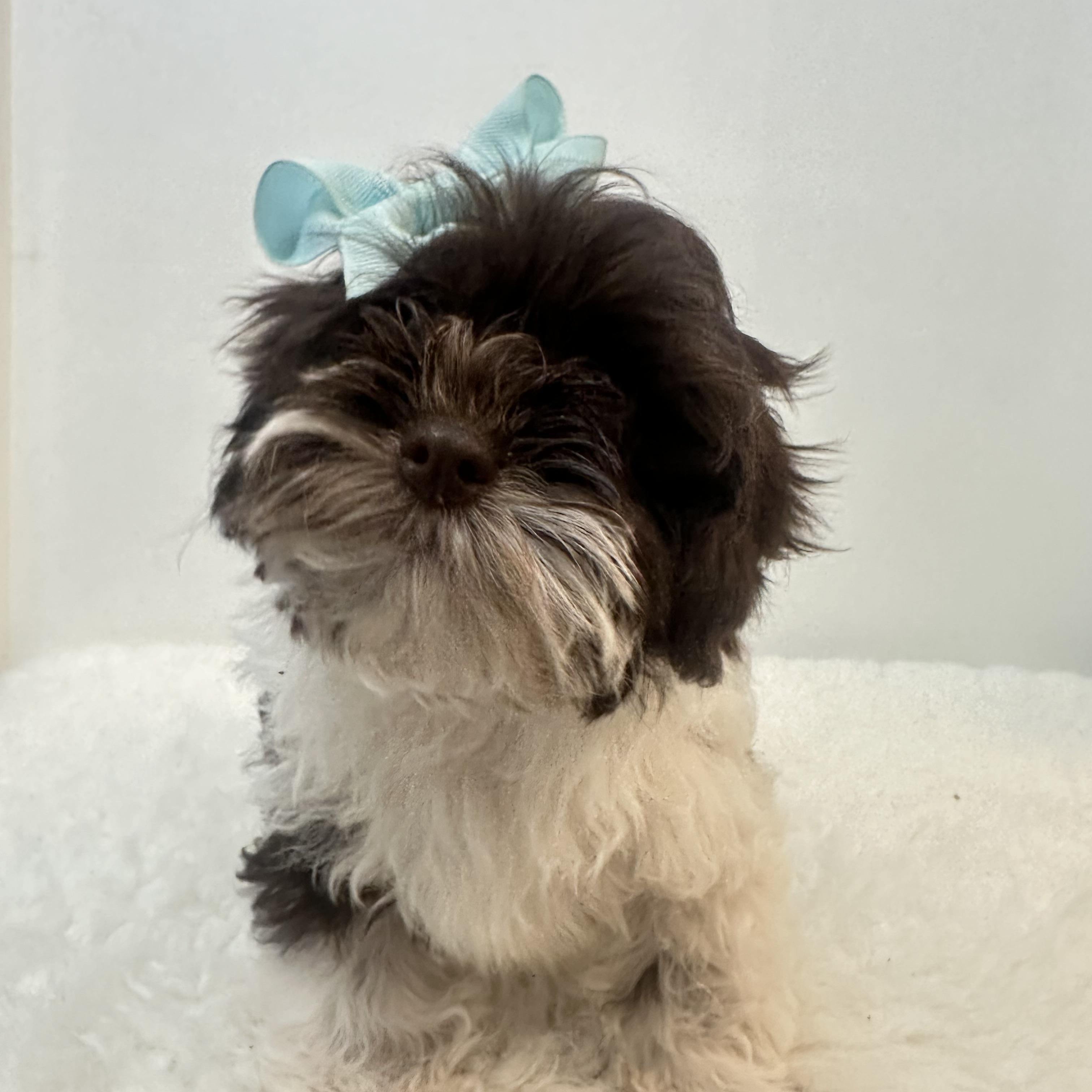 Bethany , a ADOPTABLE Shih poo in Wrightstown, NJ image 2/6