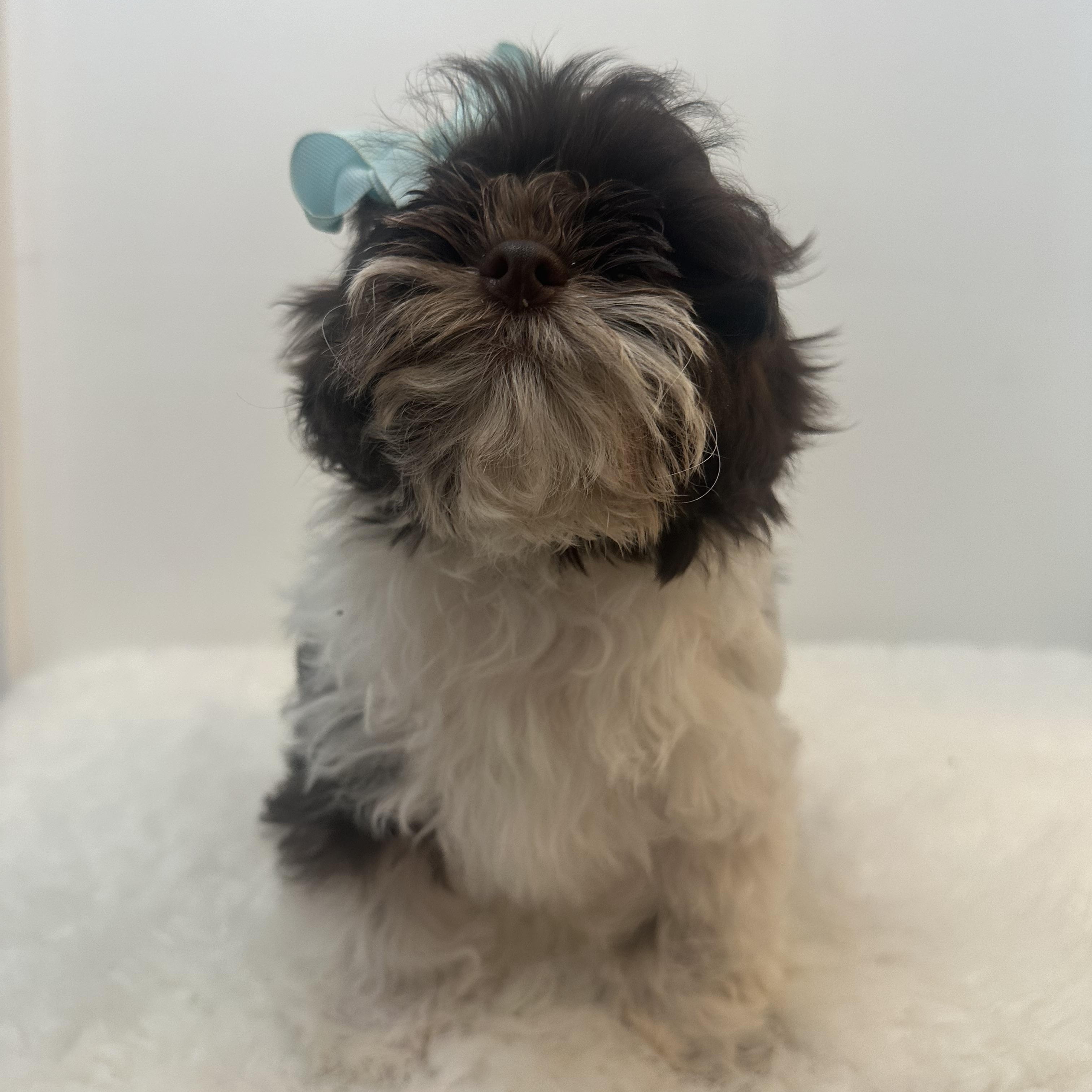 Bethany , a ADOPTABLE Shih poo in Wrightstown, NJ image 3/6