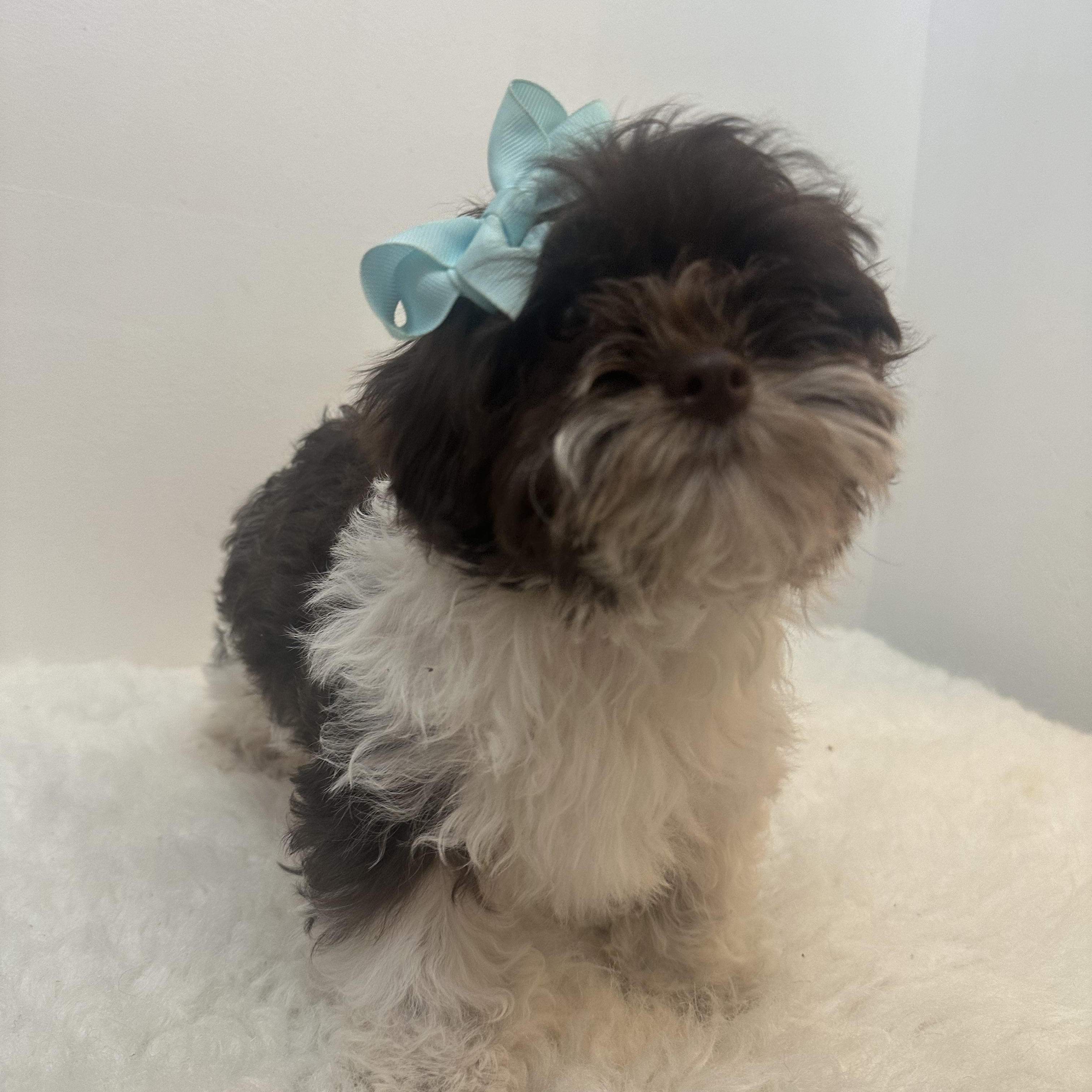Bethany , a ADOPTABLE Shih poo in Wrightstown, NJ image 4/6
