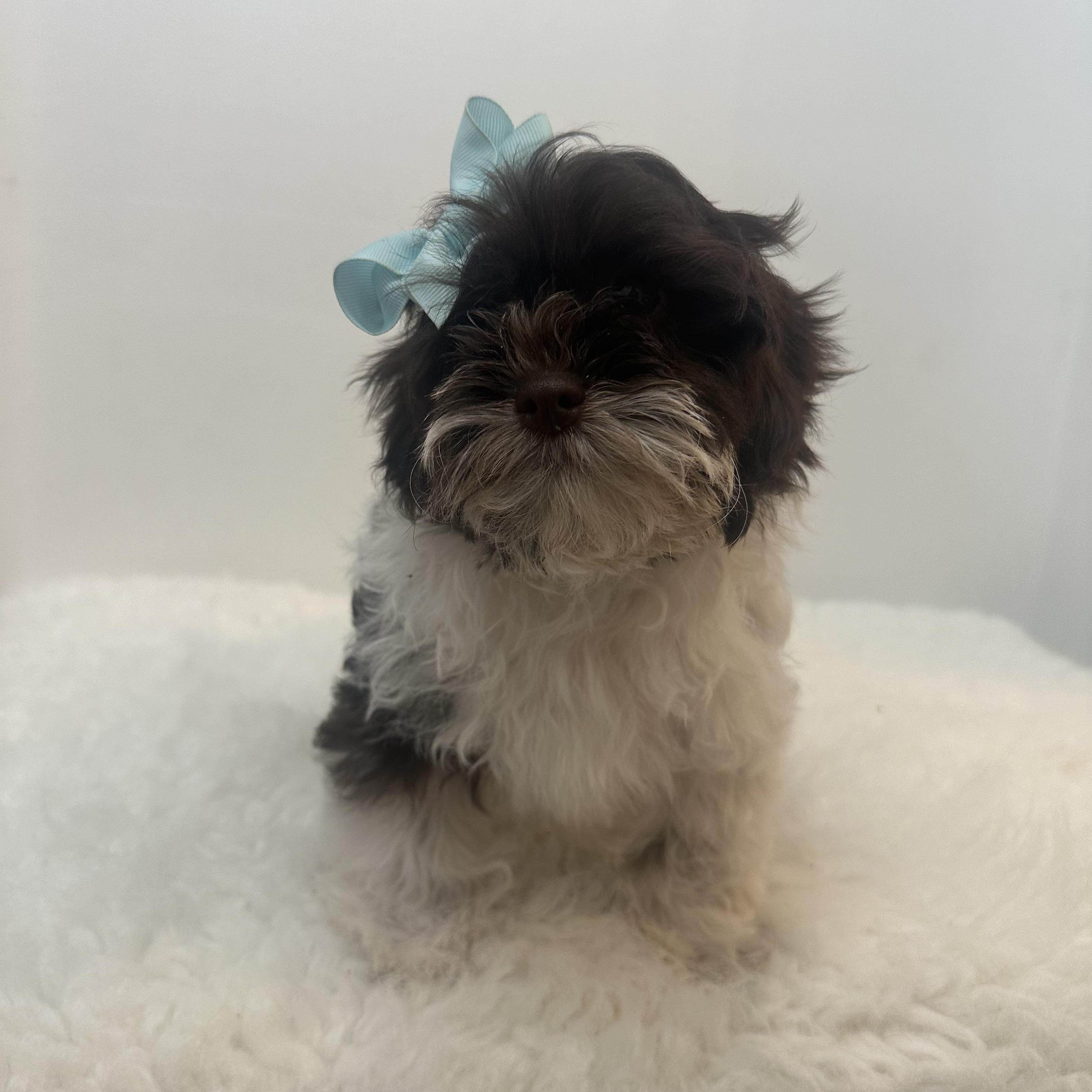 Bethany , a ADOPTABLE Shih poo in Wrightstown, NJ image 5/6