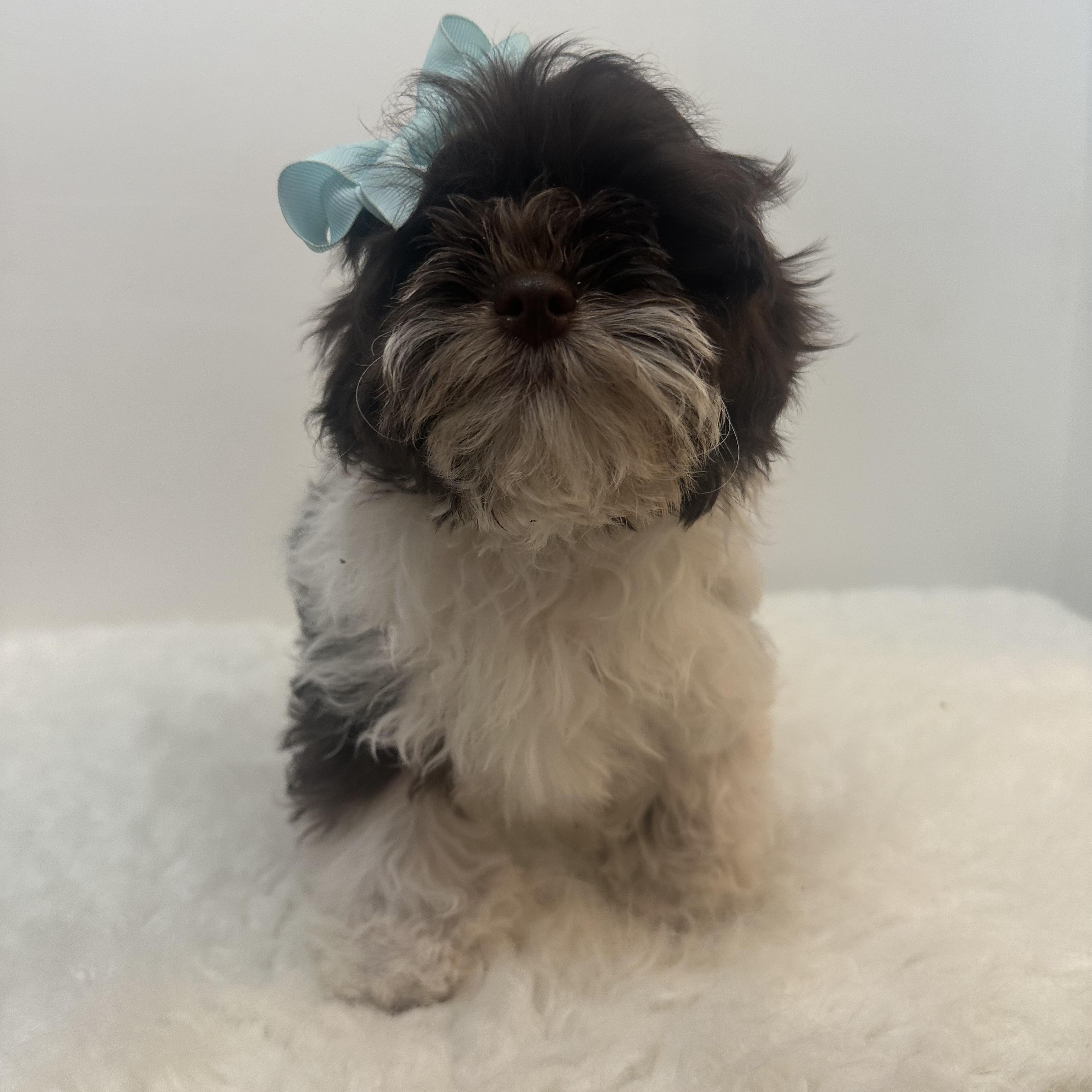 Bethany , a ADOPTABLE Shih poo in Wrightstown, NJ image 6/6