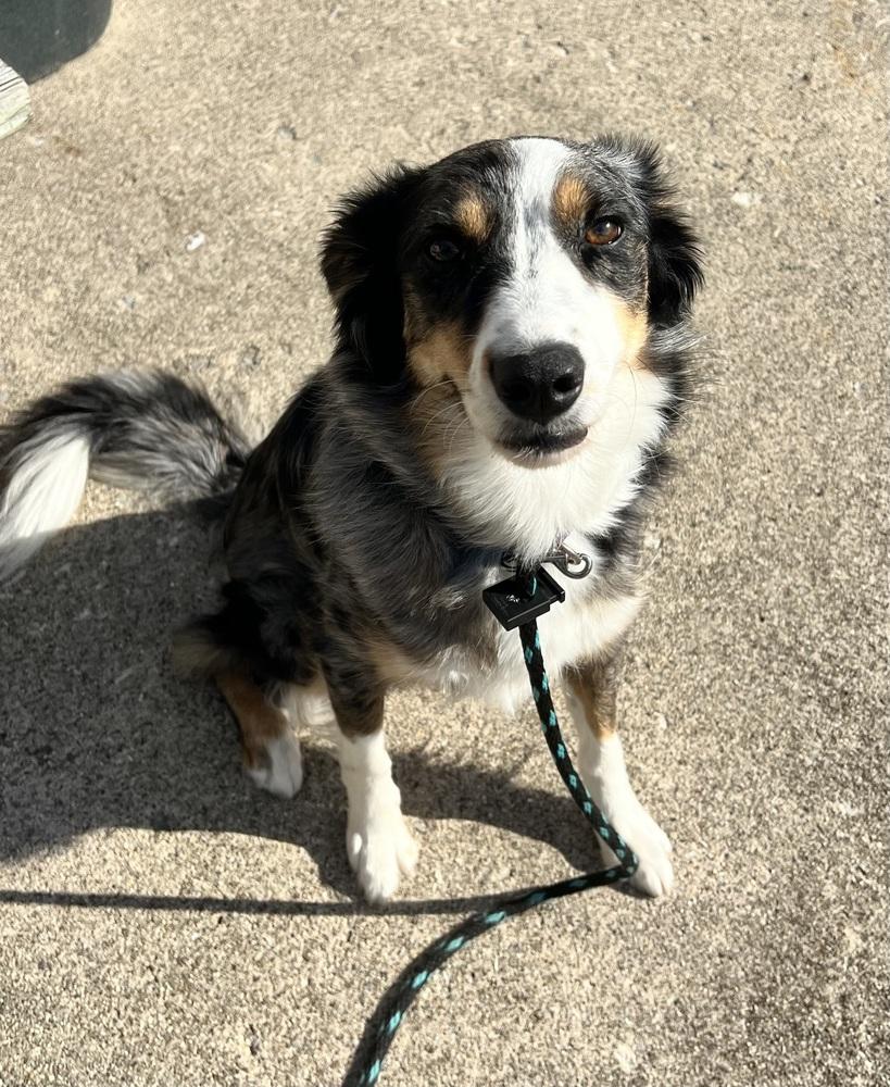 Enlarge 0790 Ruby, a Adoptable mixed breed in Ringwood, IL image 1/6