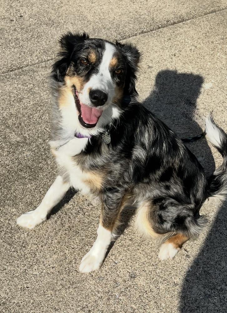 Enlarge 0790 Ruby, a Adoptable mixed breed in Ringwood, IL image 2/6