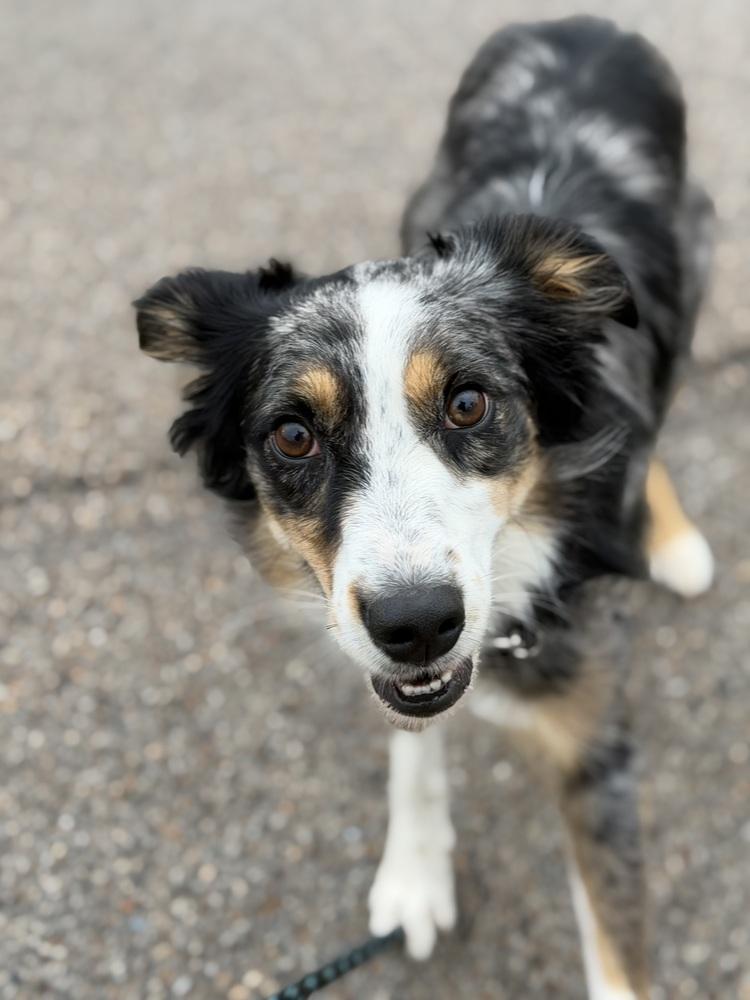 Enlarge 0790 Ruby, a Adoptable mixed breed in Ringwood, IL image 3/6