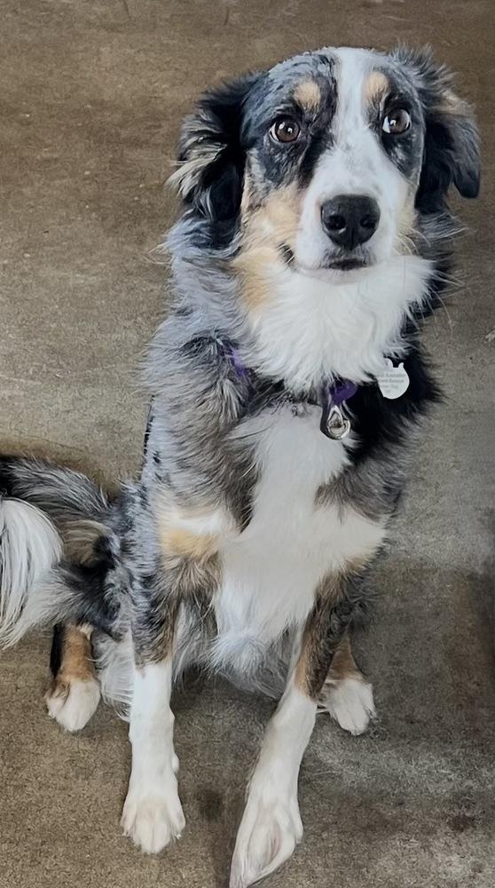 Enlarge 0790 Ruby, a Adoptable mixed breed in Ringwood, IL image 5/6