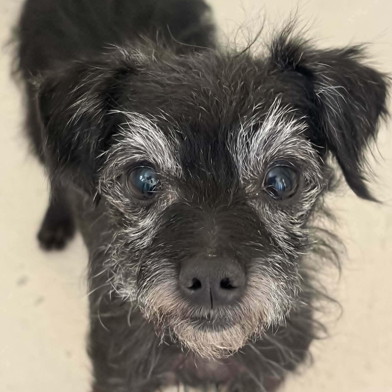 YUI, a ADOPTABLE mixed breed in Marana, AZ image 4/4