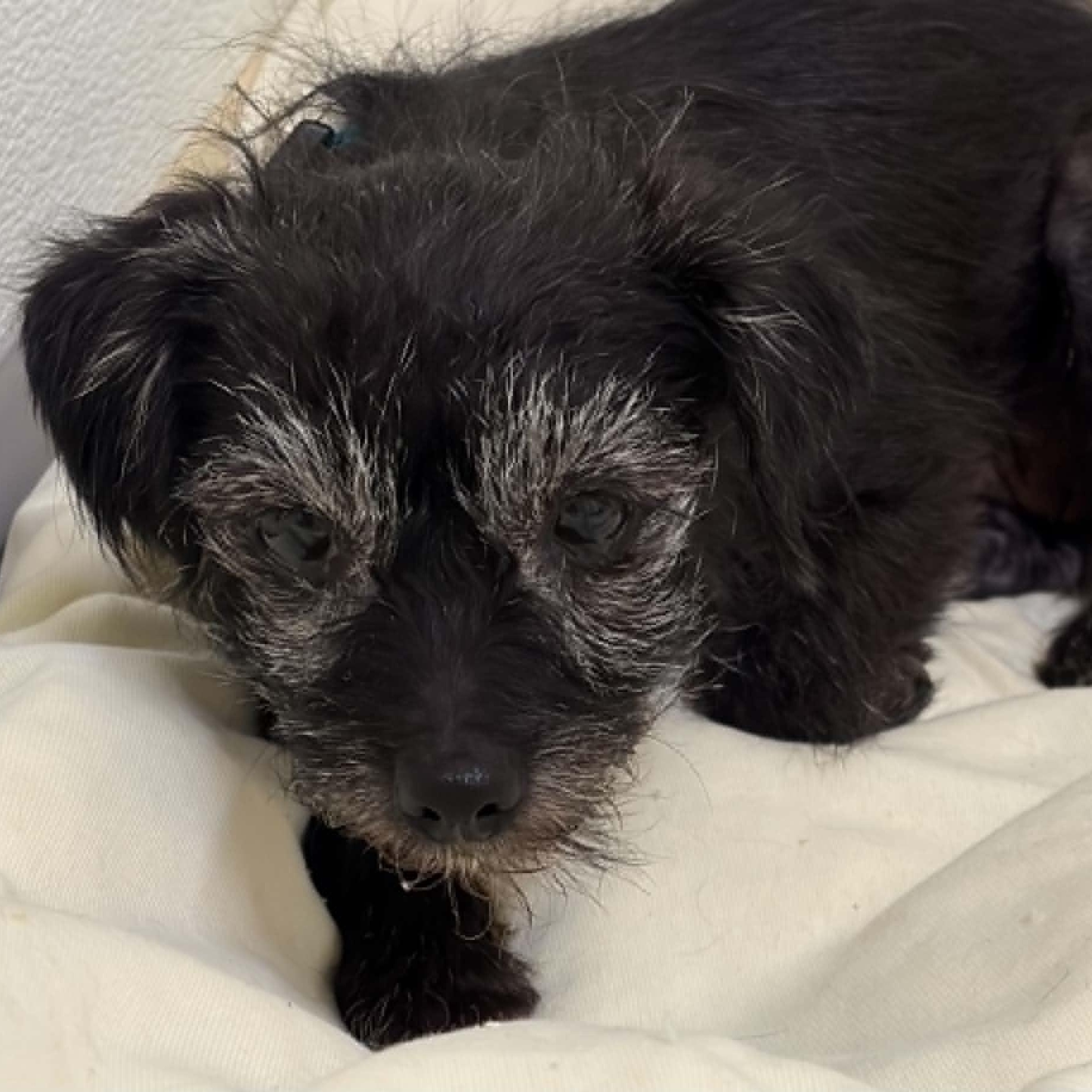 YUI, a ADOPTABLE mixed breed in Marana, AZ image 2/4