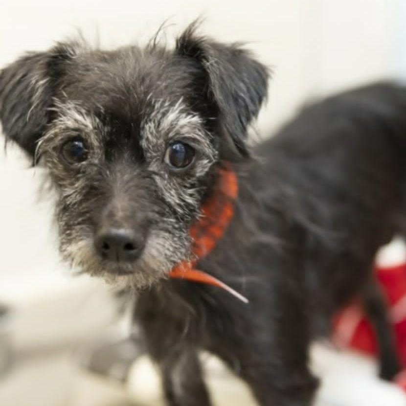 YUI, ADOPTABLE, Adult Female Miniature Schnauzer & Cairn Terrier.