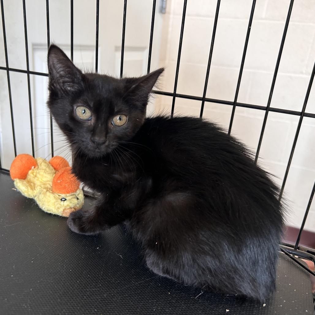 Enlarge Flower, a Adoptable Domestic Short Hair in Waynesboro, PA image 1/2
