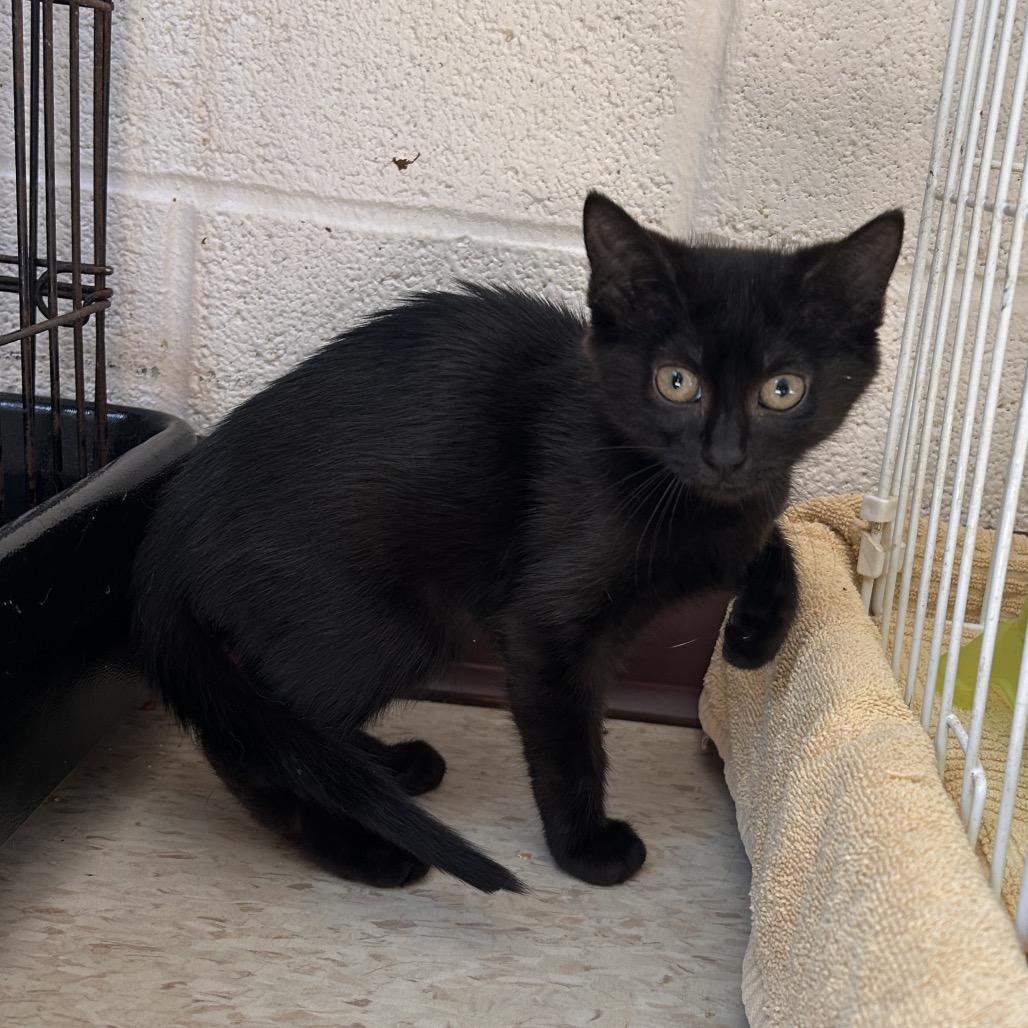 Enlarge Flower, a Adoptable Domestic Short Hair in Waynesboro, PA image 2/2