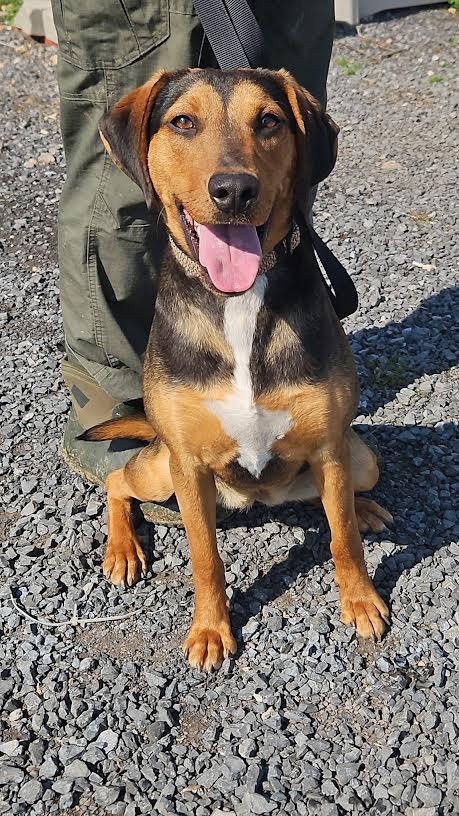 Gracie, ADOPTABLE, Young Female Bluetick Coonhound & Beagle.