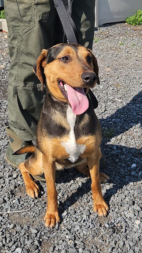 Enlarge Gracie, a ADOPTABLE mixed breed in Marshall, AR image 2/2