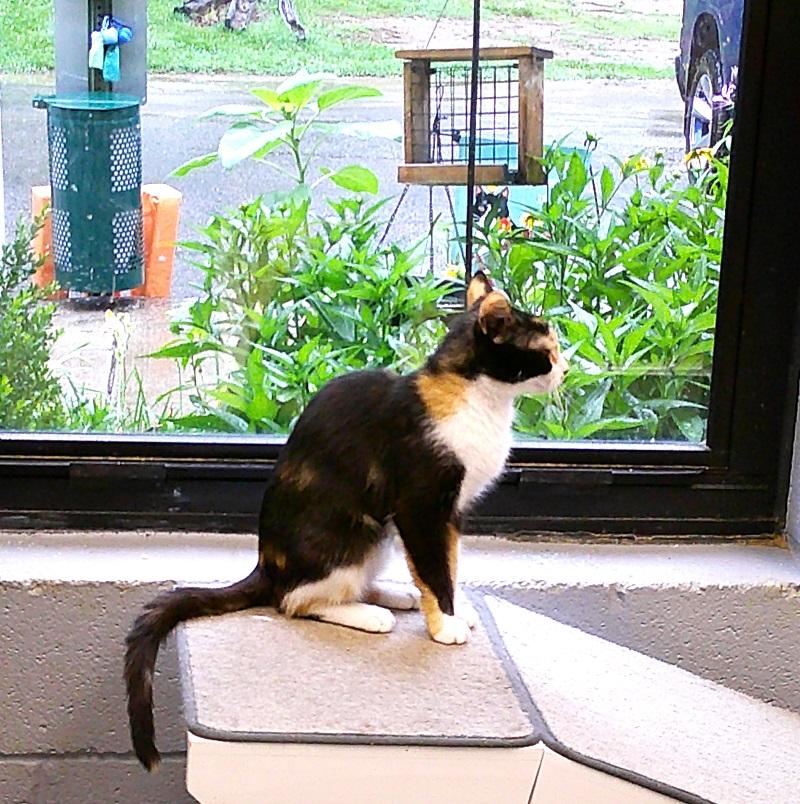 MOTHER HEN, ADOPTABLE, Adult Female Calico.