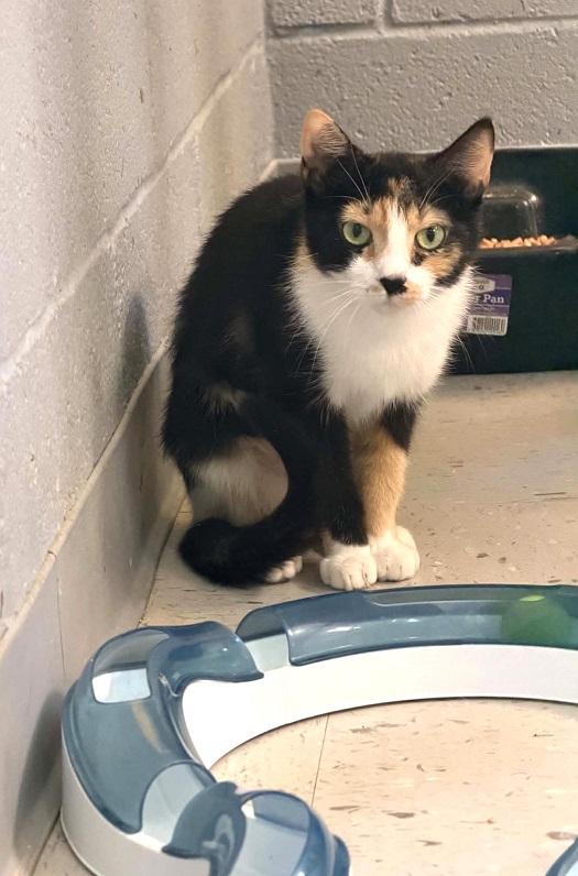 Enlarge MOTHER HEN, a ADOPTABLE Calico in Pegram, TN image 2/2