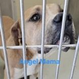 Enlarge Angel , a ADOPTABLE Pit Bull Terrier in Edgewood, NM image 3/3