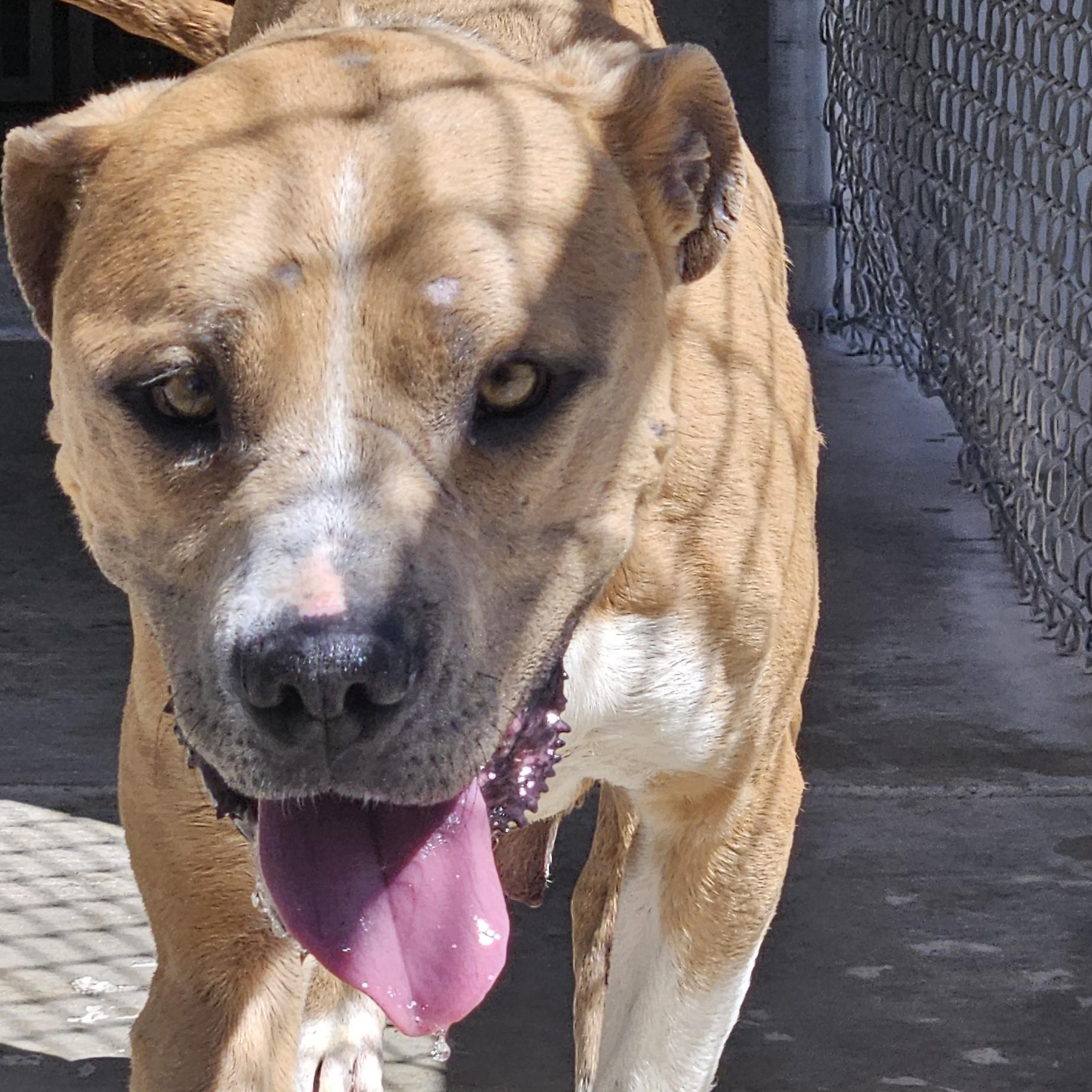 Angel , ADOPTABLE, Adult Female Pit Bull Terrier.