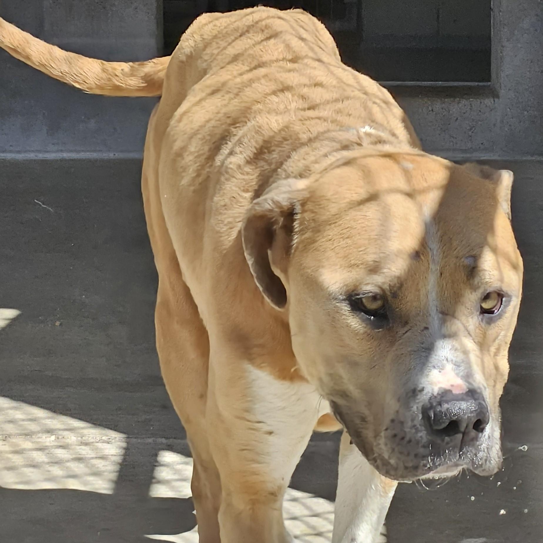 Enlarge Angel , a ADOPTABLE Pit Bull Terrier in Edgewood, NM image 2/3
