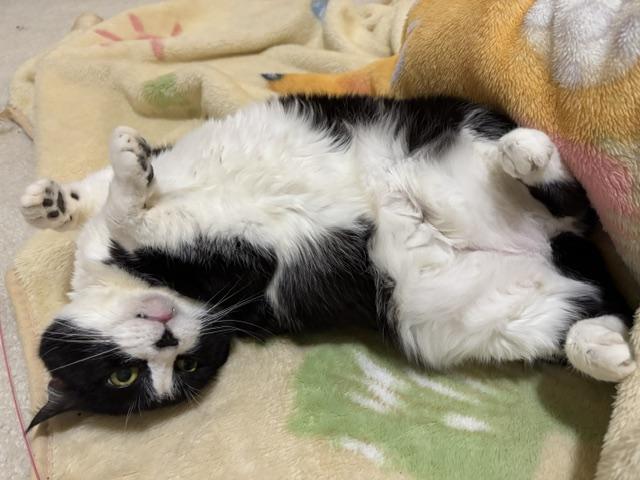 Enlarge Mama AN ANGEL ON EARTH, a Adoptable American Shorthair in Bristow, VA image 1/4