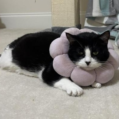 Enlarge Mama Bella - AN ANGEL ON EARTH, a Adoptable American Shorthair in Bristow, VA image 4/4