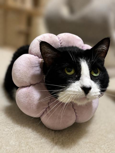 Mama Bella - AN ANGEL ON EARTH, Adoptable, Adult Female American Shorthair.